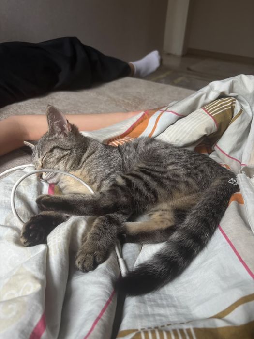 Продается домашний котенок