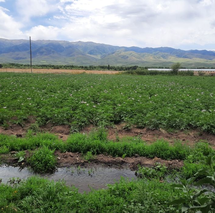Продаётся дом в с.Шубар в Кербулакском районе