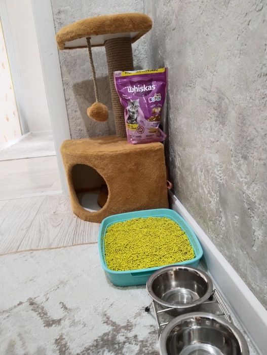Котёнок кошка мысык мальчик