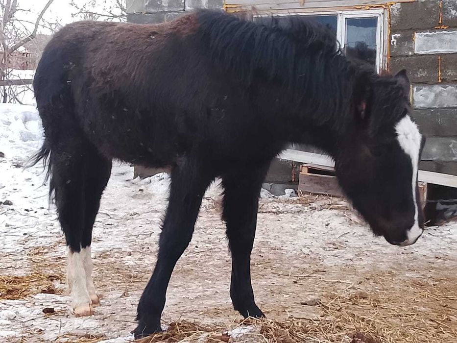 Продам жеребчика или обмен
