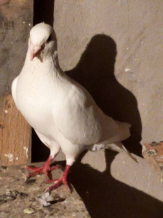 Голубей. Ооиптртригго