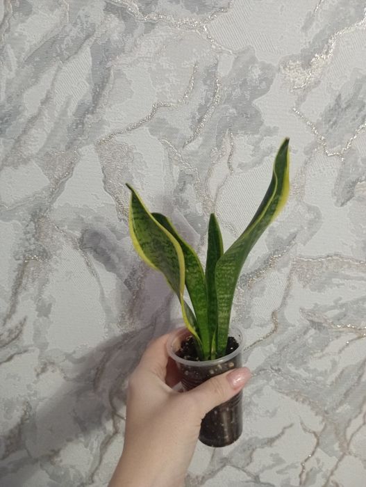 Сансеверия Лауренти, Металлика, Солид голд, Муншайн