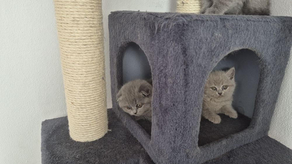 British shorthair