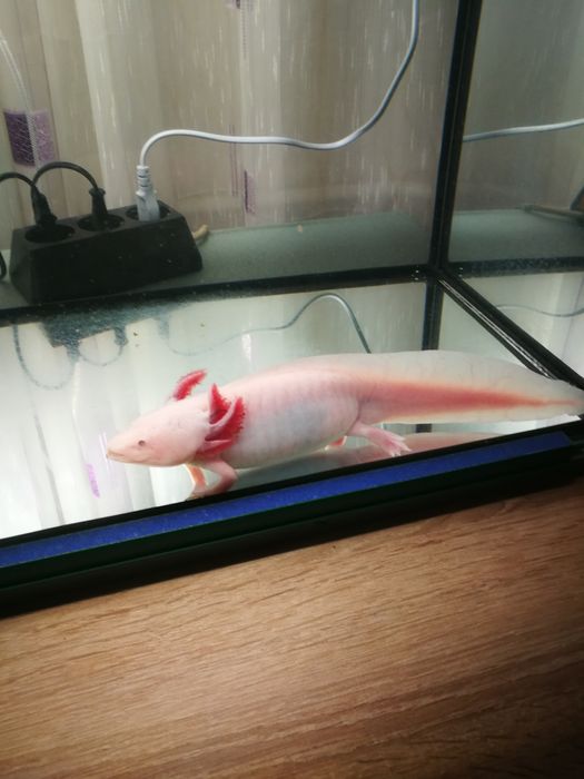 Аксолотъл с аквариум