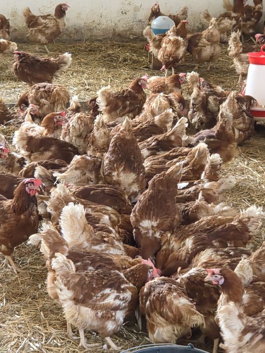 ‼️puicute rosii ouătoare ‼️