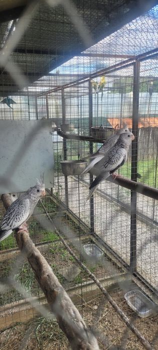 Млади папагали гладен в външни волиери