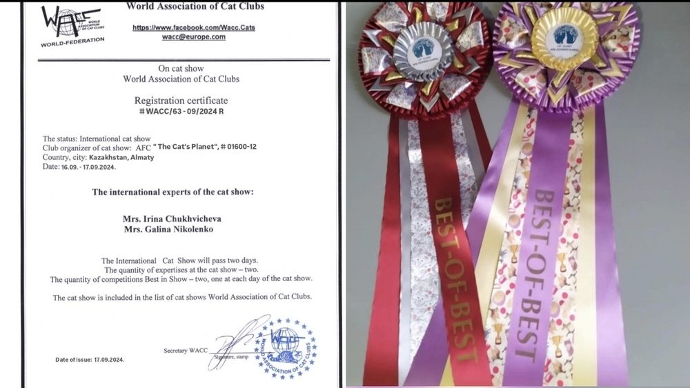 Вязка! Кот с опытом