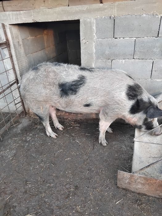 Nuci de vanzare si miel