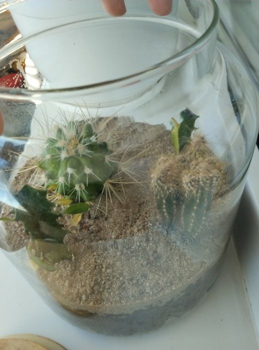 Флорариум с кактусами