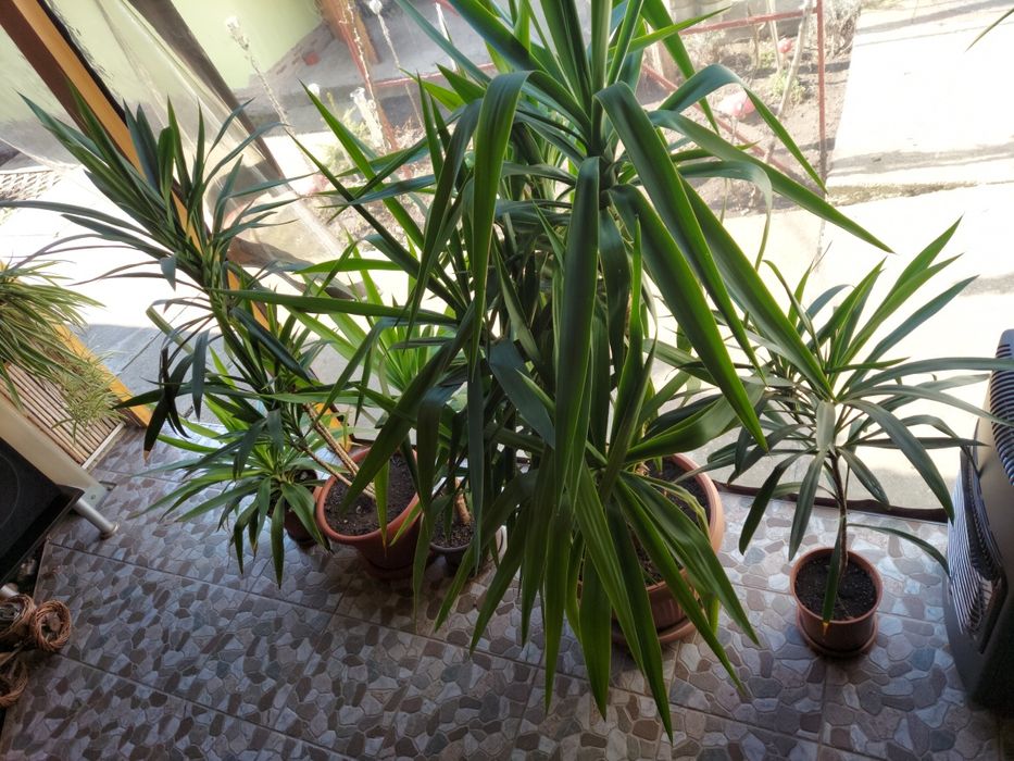 de vanzare plante yucca