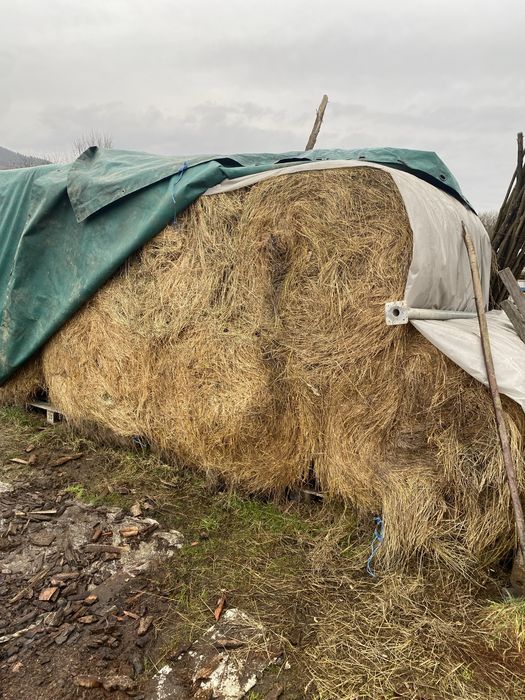 12 bucăți baloți fân ,facut de anul trecut