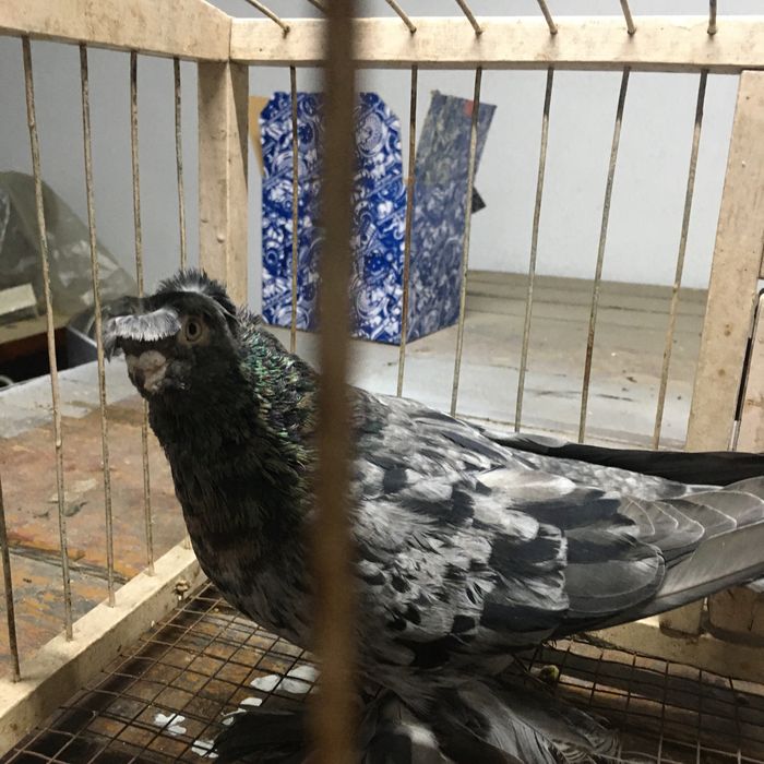 Продам челкарь самец молодой