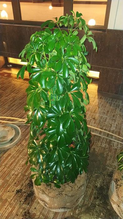 Шефлера пёстри баргли.