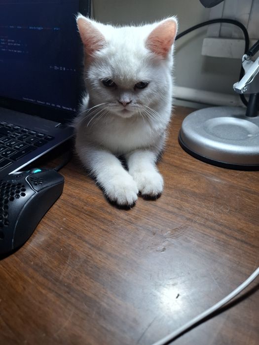 Скотиш Страйт, котёнок 6 месяцев