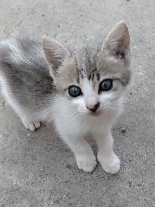 Ofer spre adopție pisoi 2 luni