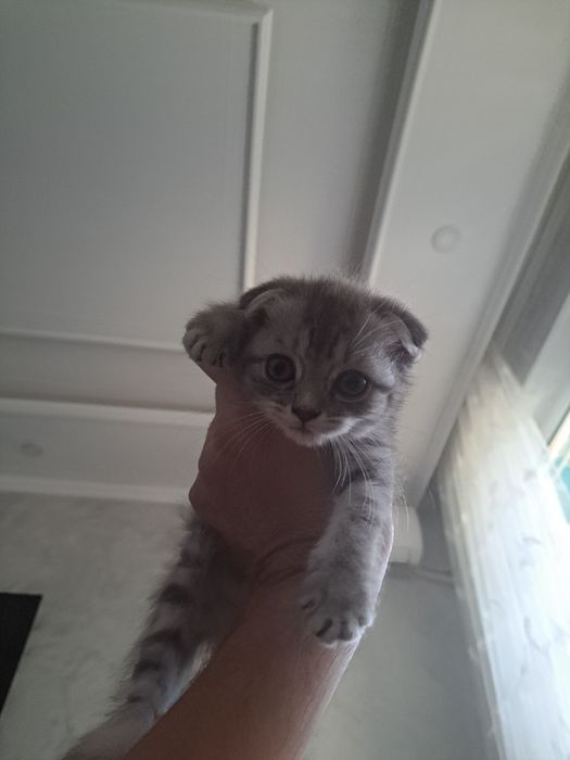 Продам котёнка девочка