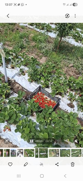 Фазенда яблоневый сад