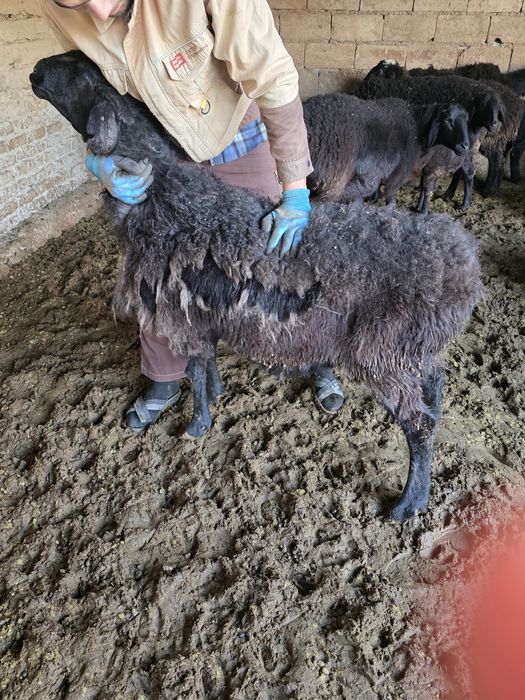 Egiz tugʻgan qŏy sotiladi