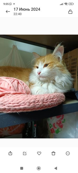 Пропала кошка!Рыжая девочка.