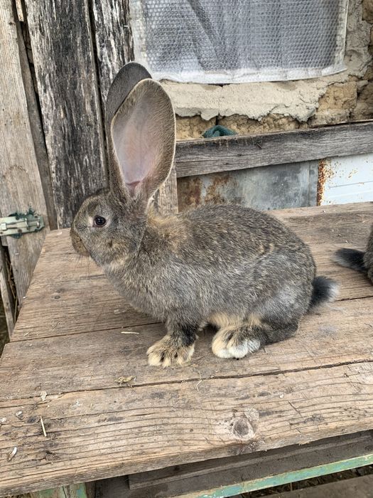 Urias german gri,gri fier si negru