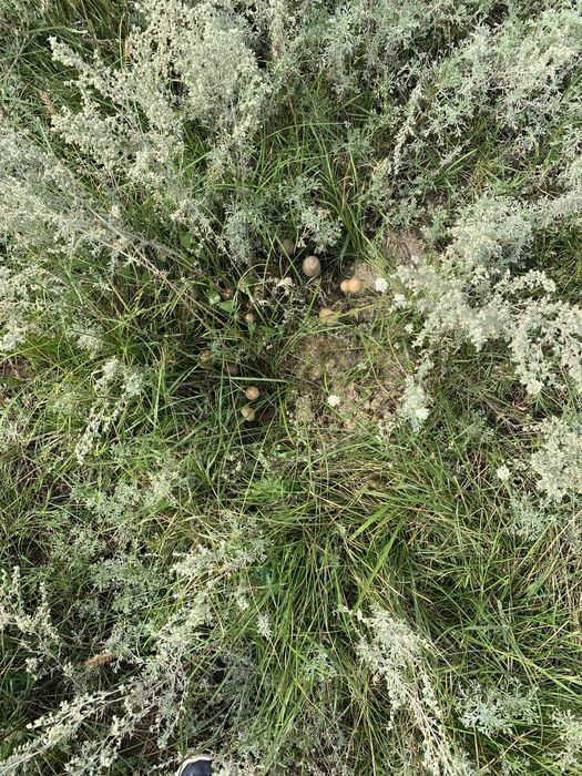 Продам дачный участок