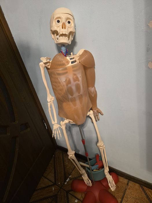 Colectia corpul uman Libertatea 1-46