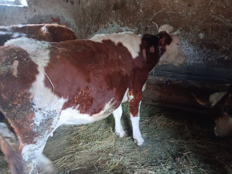 Vaci și juninci de vânzare