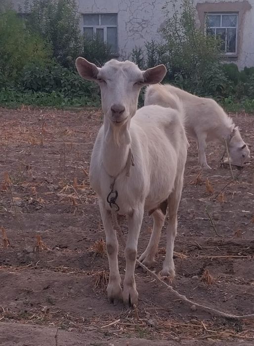 Занин ешкі 1туған 1,5/2литр сүт бберед