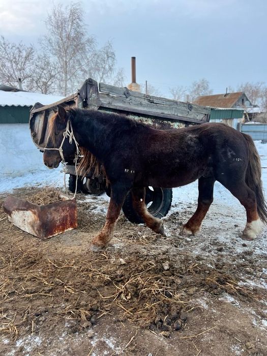 Продам Айғыр -Жеребец