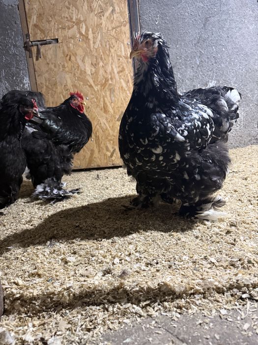 Cochinchina negru bobat talie mare.familie 4+1