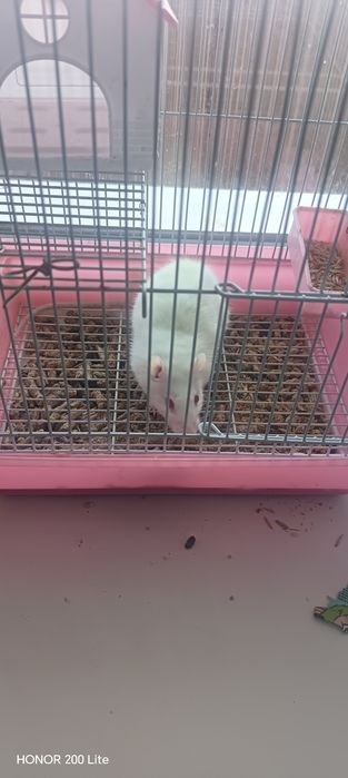 Белая краса очень красивая