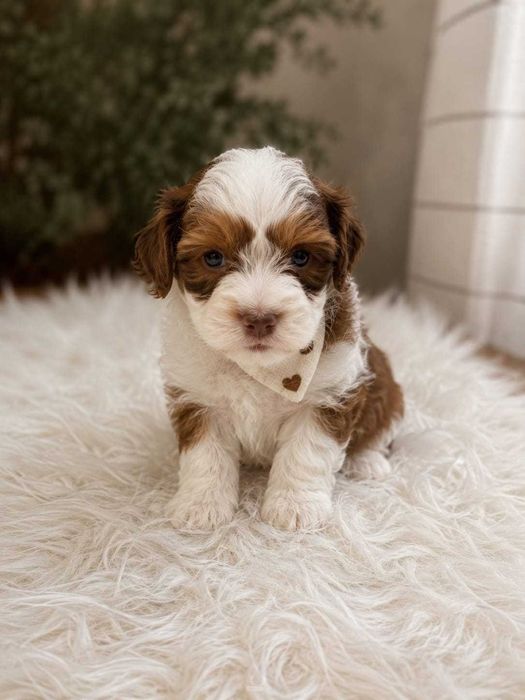 Maltipoo Panda Toy culoare deosebita, foarte frumoasa si jucausa