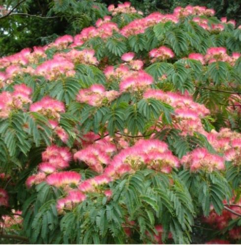 Albizia - Arbore de mătase