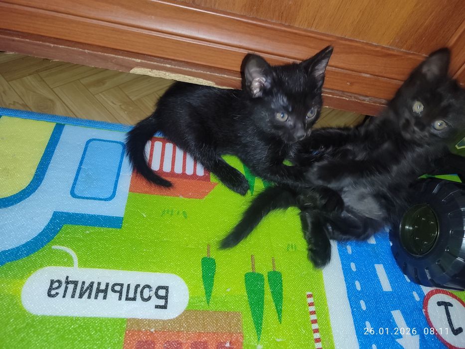 В добрые руки бесплатно