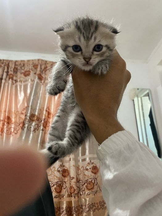 котенок кошки мя