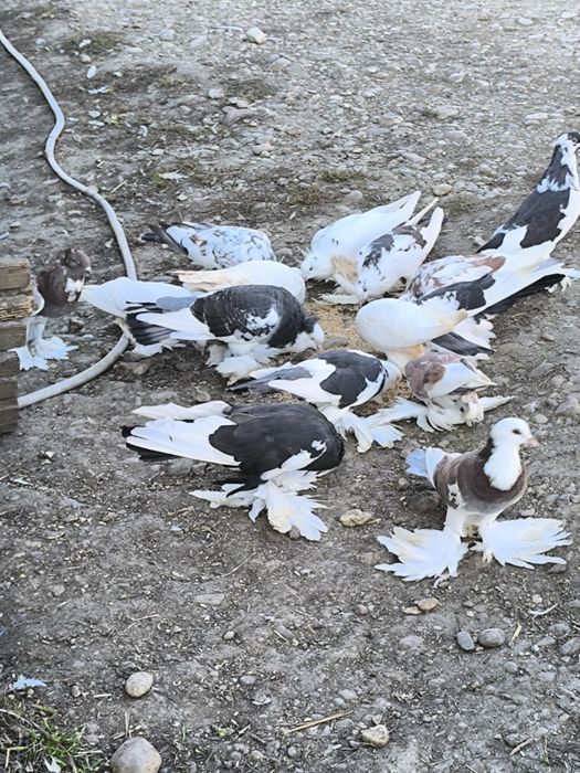 Porumbei tăpălăgoși