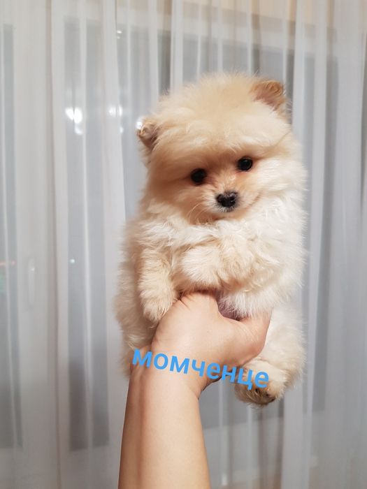 Померан померанчета