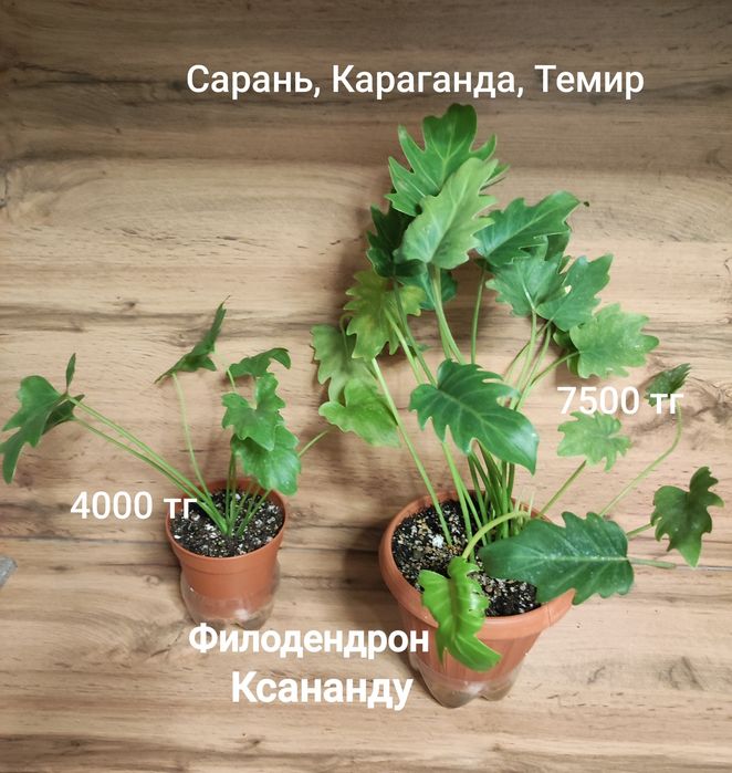 Филодендрон разный