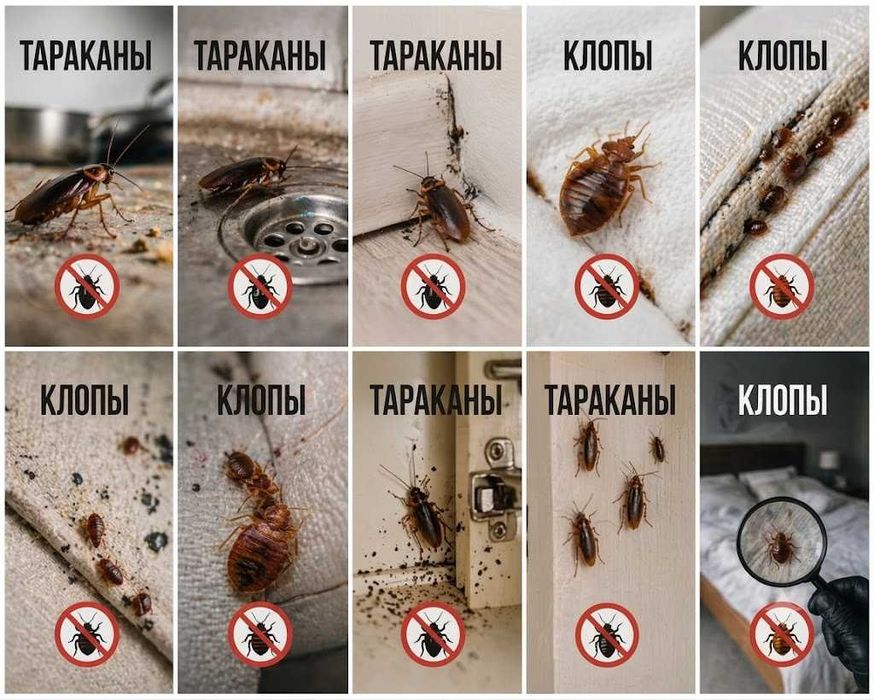 Дезинфекция кафе офис | Dezinfeksiya | Klopa tarakan | Гарантия год