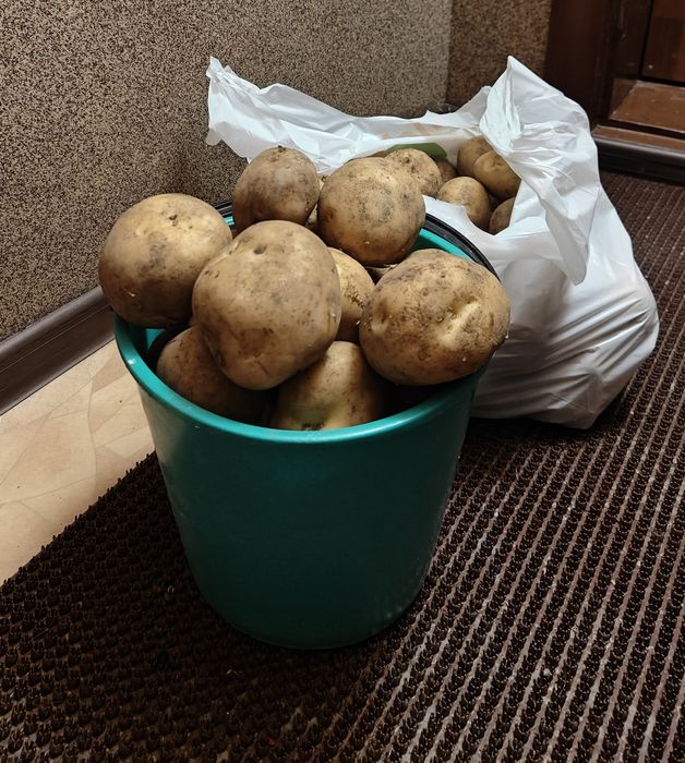 Продам картофель.