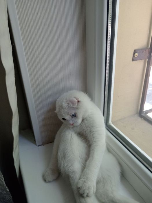 Mushuk qoshish parodiyasi skotish fold