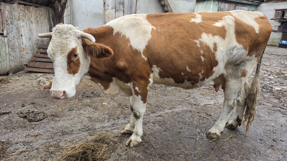 Vând vaca 7 ani  gestanta