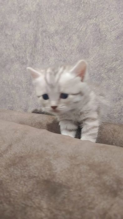 Котята скотиш фолд