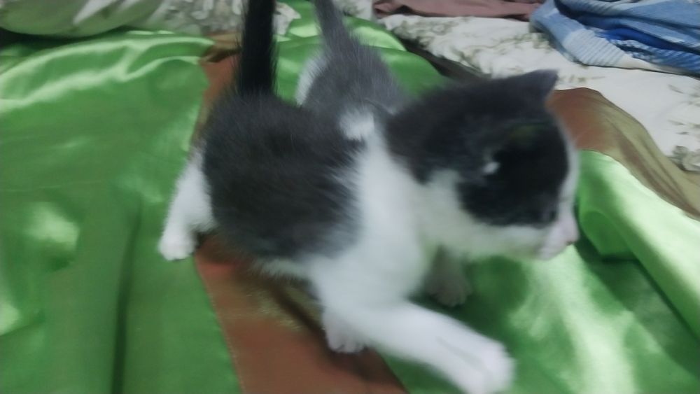 Продам котят непородистые