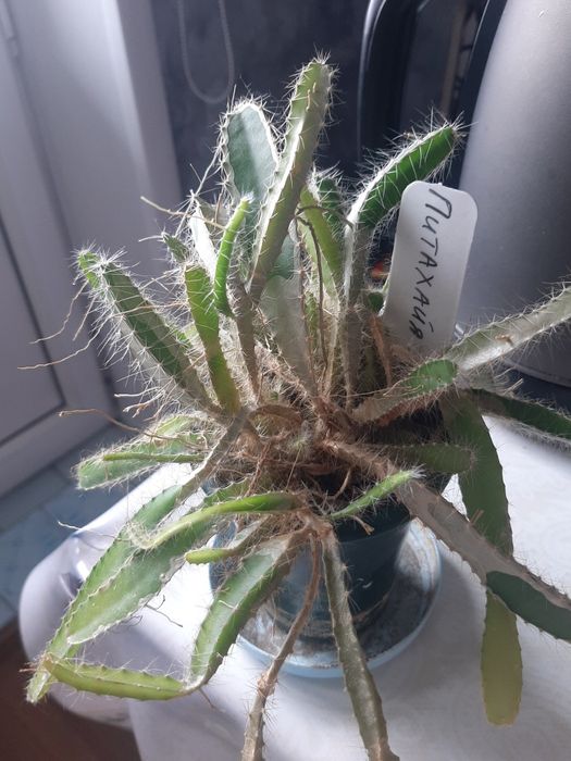 Продам Питихайя за 3000 тенге.