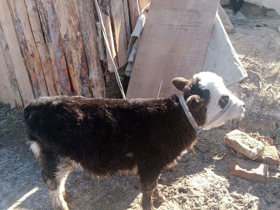 Осы сиыр бұзауымен сатылады