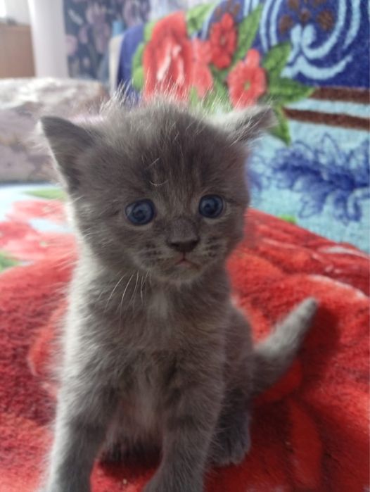 Котят в добрые руки