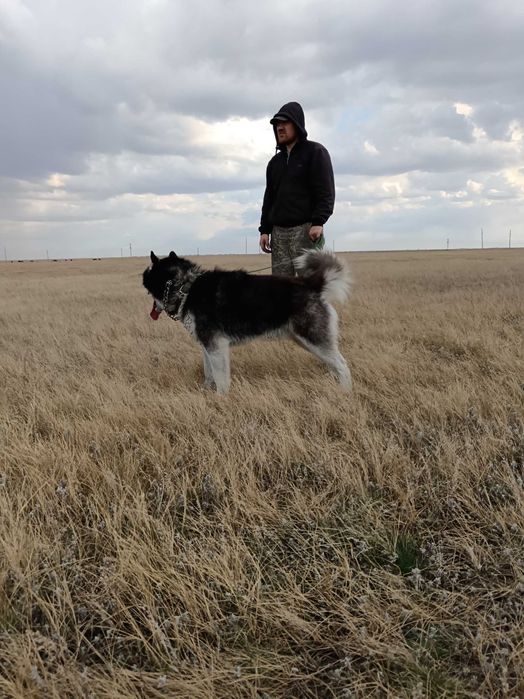 Бронь щенков "Сибирский Хаски"