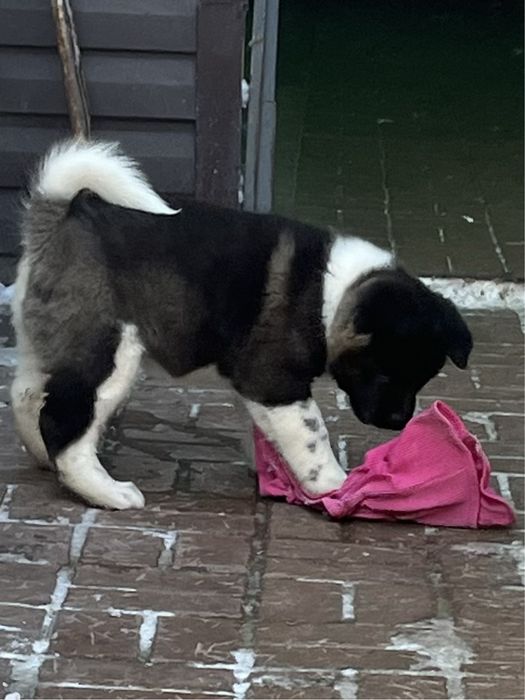 Щенки американской  акиты