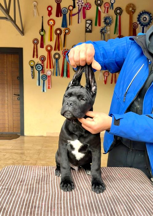 Продавам кученца Кане Корсо – ваксинирани, с паспорт и родословие